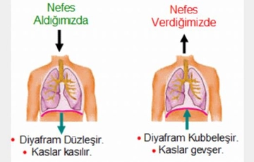 Diyaframdan Konuşma